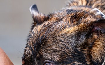 509 SFS military working dogs complete water aggression training