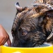 509 SFS military working dogs complete water aggression training
