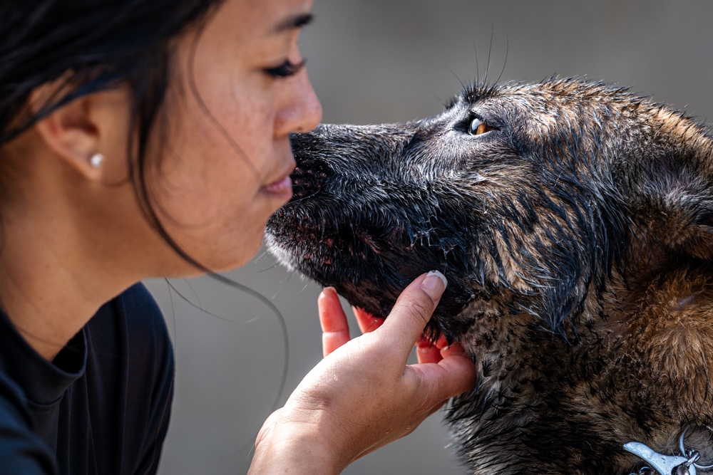 509 SFS military working dogs complete water aggression training