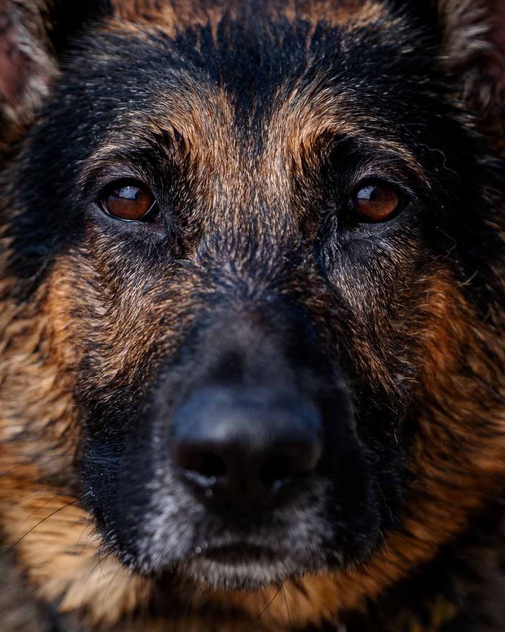 509 SFS military working dogs complete water aggression training