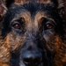509 SFS military working dogs complete water aggression training