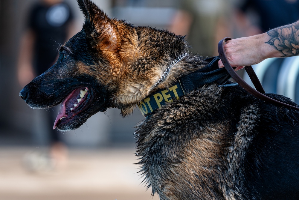 509 SFS military working dogs complete water aggression training