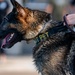 509 SFS military working dogs complete water aggression training