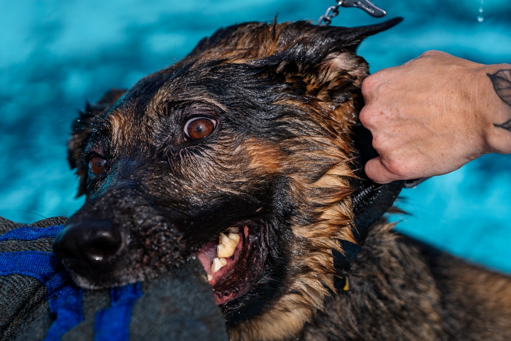 509 SFS military working dogs complete water aggression training