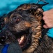 509 SFS military working dogs complete water aggression training