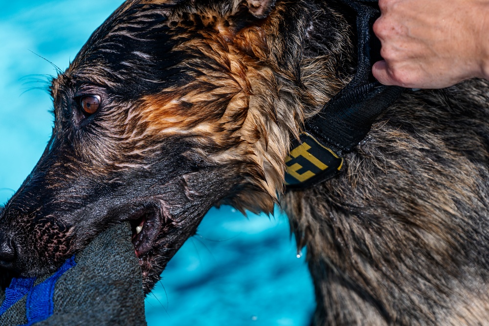 509 SFS military working dogs complete water aggression training