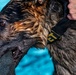 509 SFS military working dogs complete water aggression training