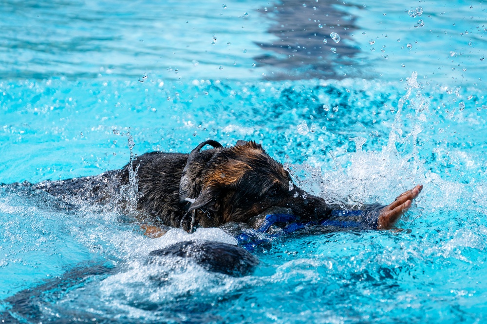509 SFS military working dogs complete water aggression training