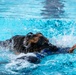 509 SFS military working dogs complete water aggression training
