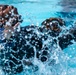 509 SFS military working dogs complete water aggression training