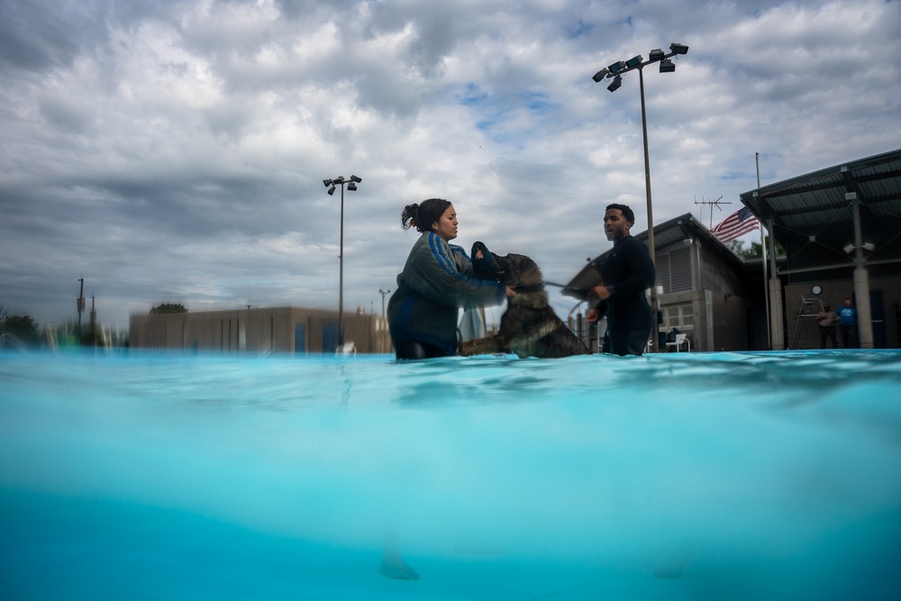 509 SFS military working dogs complete water aggression training
