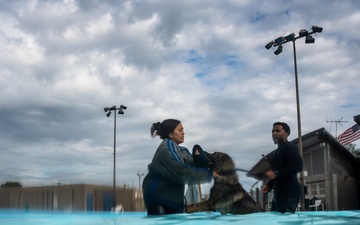 509 SFS military working dogs complete water aggression training