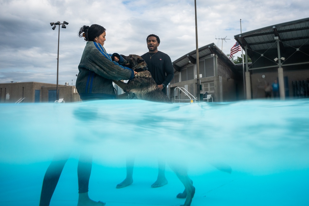 509 SFS military working dogs complete water aggression training