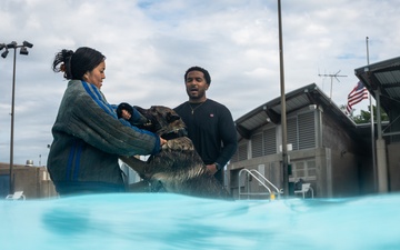509 SFS military working dogs complete water aggression training