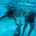 509 SFS military working dogs complete water aggression training