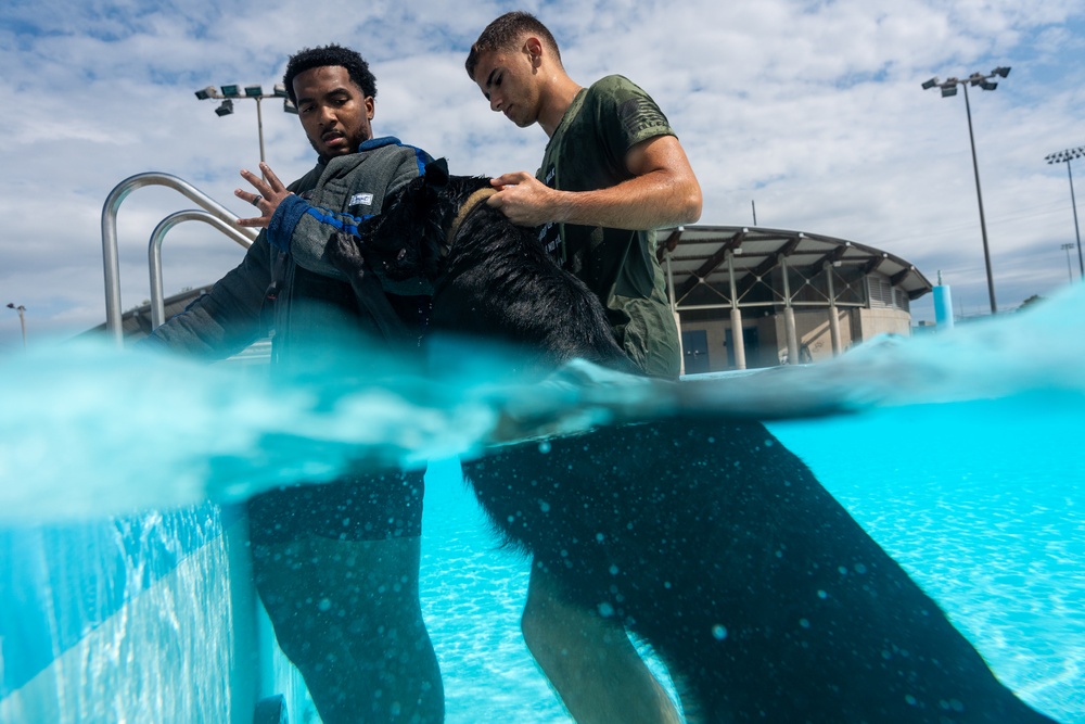 509 SFS military working dogs complete water aggression training