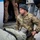 Joint Special Operations CASEVAC training enhances readiness during Arctic Edge 25 Joint Special Operations CASEVAC training enhances readiness during Arctic Edge 25