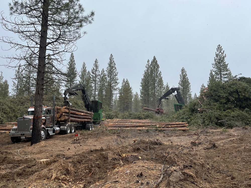 Timber Harvest Sale