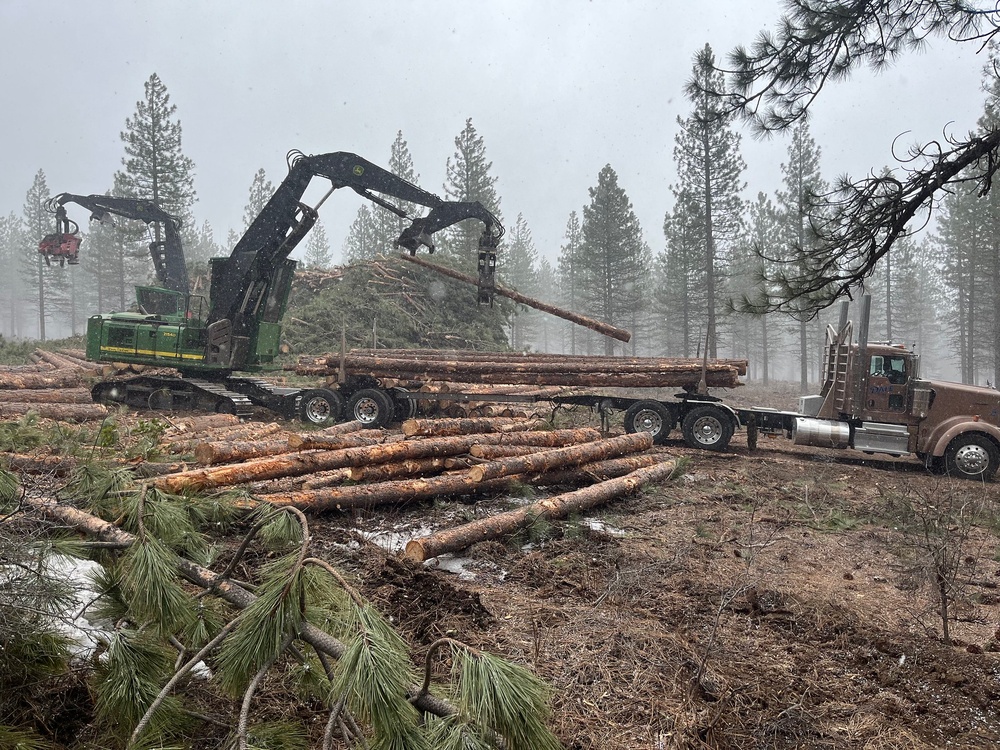 Timber Harvest Sale