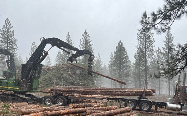 Timber Harvest Sale