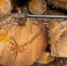 Timber Harvest Sale