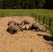 Expert Infantryman Badge Training Day 8