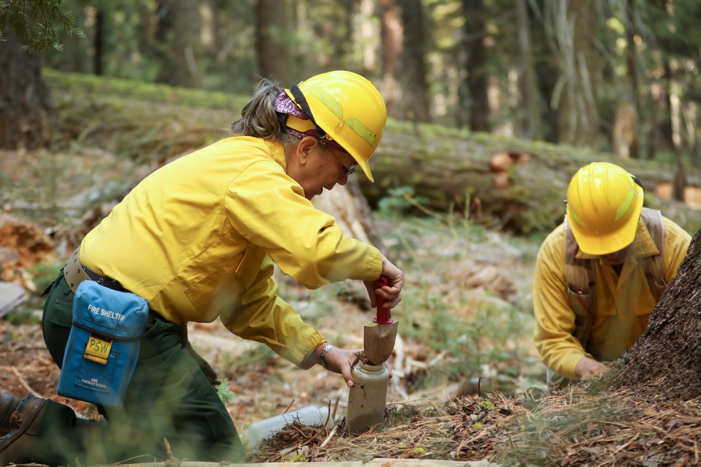 Experimental Forest Prescribed Burn