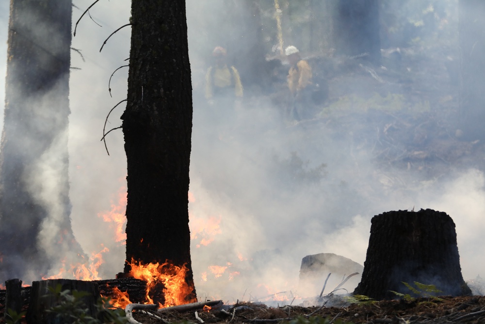 Experimental Forest Prescribed Burn