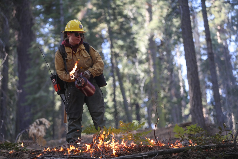 Experimental Forest Prescribed Burn