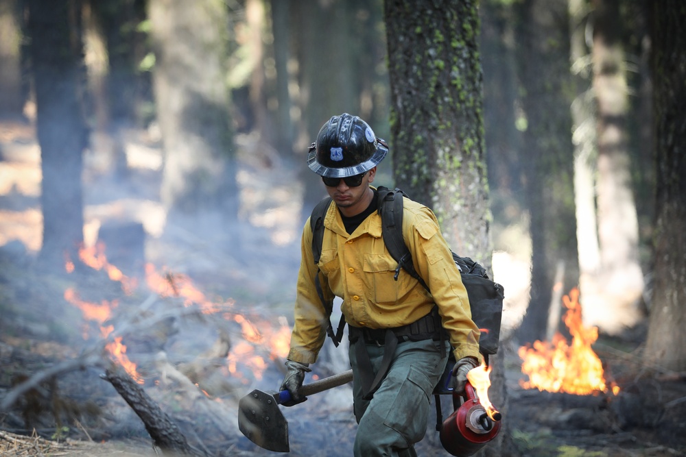 Experimental Forest Prescribed Burn