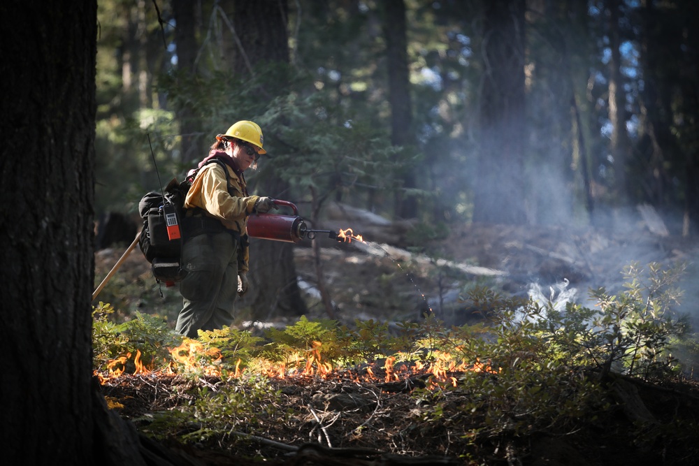 Experimental Forest Prescribed Burn