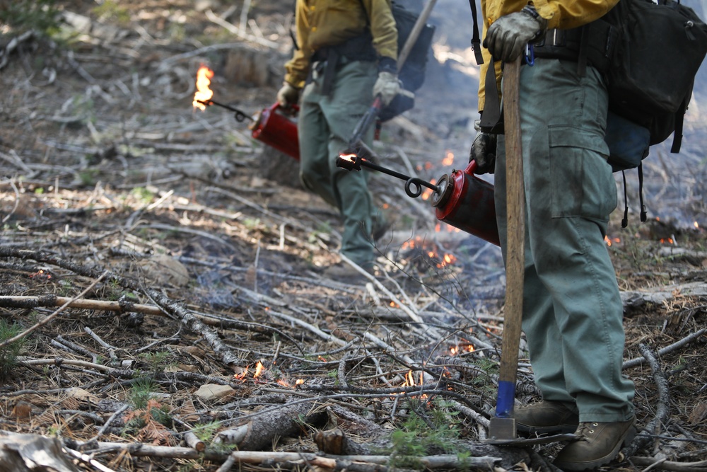 Experimental Forest Prescribed Burn
