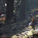 Experimental Forest Prescribed Burn