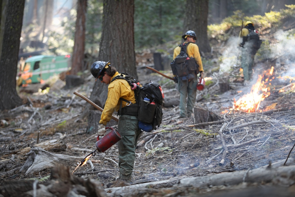Experimental Forest Prescribed Burn