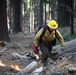 Experimental Forest Prescribed Burn
