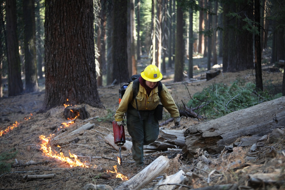 Experimental Forest Prescribed Burn