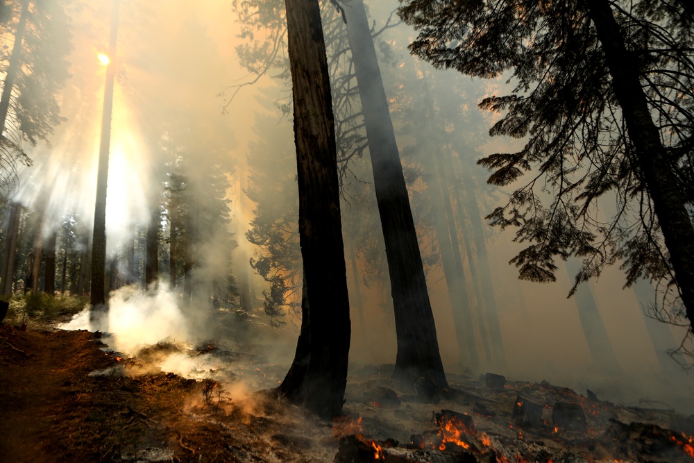 Experimental Forest Prescribed Burn