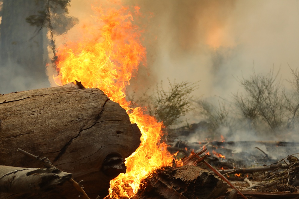 Experimental Forest Prescribed Burn