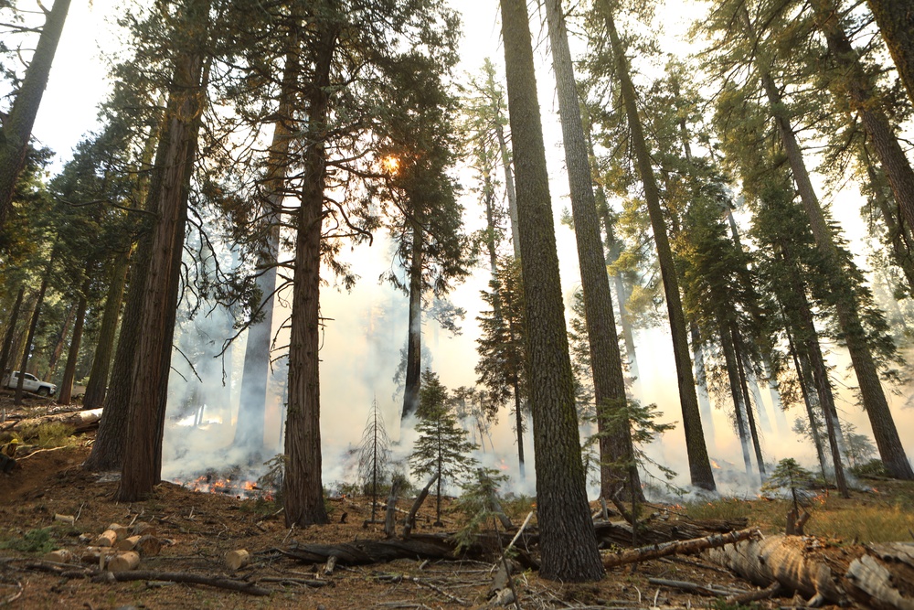Experimental Forest Prescribed Burn