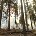 Experimental Forest Prescribed Burn