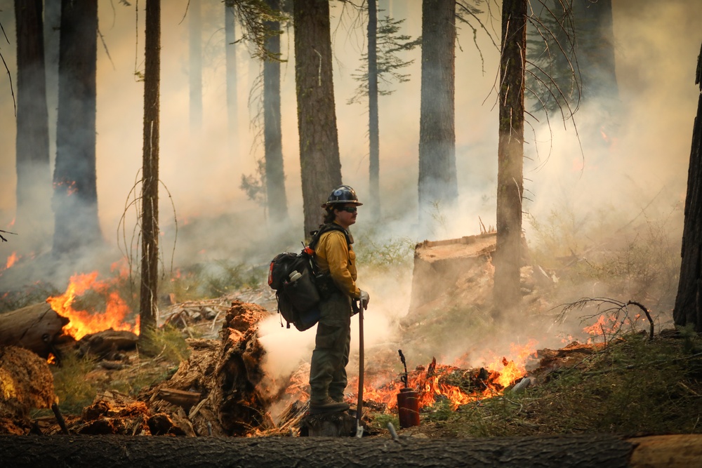 Experimental Forest Prescribed Burn
