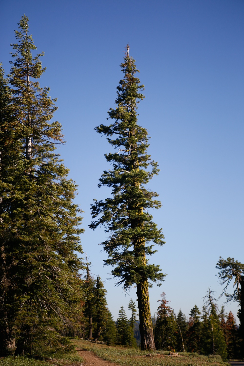 Around the Shasta-Trinity National Forest