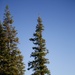Around the Shasta-Trinity National Forest