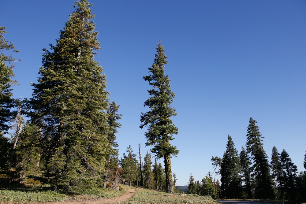 Around the Shasta-Trinity National Forest