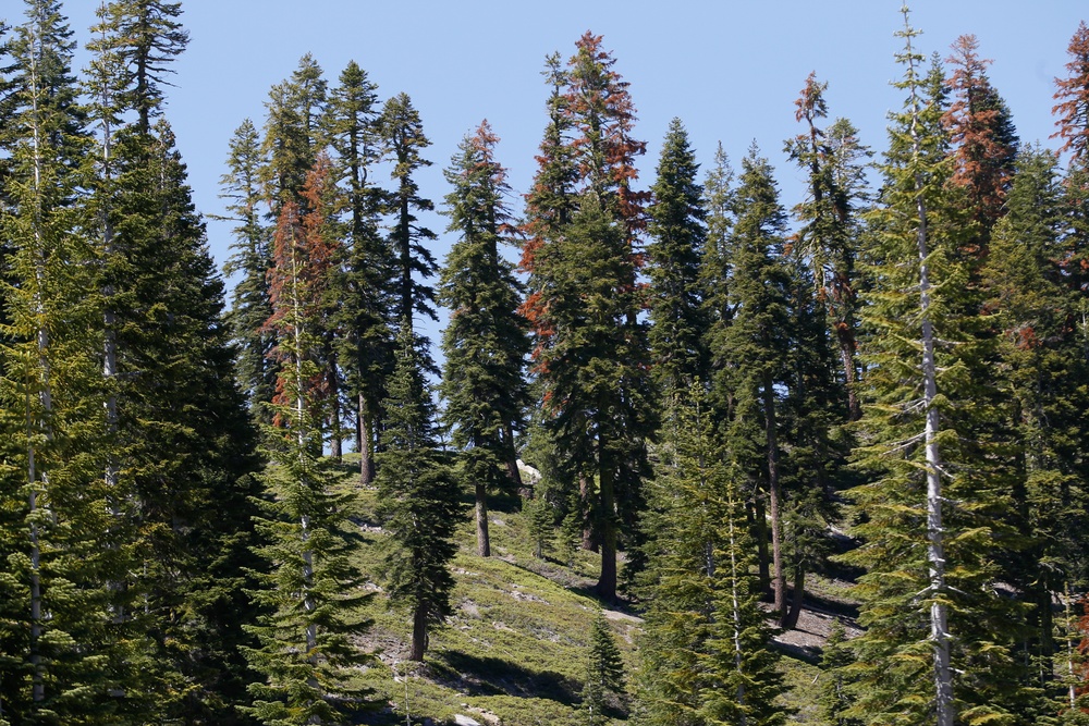 Around the Shasta-Trinity National Forest