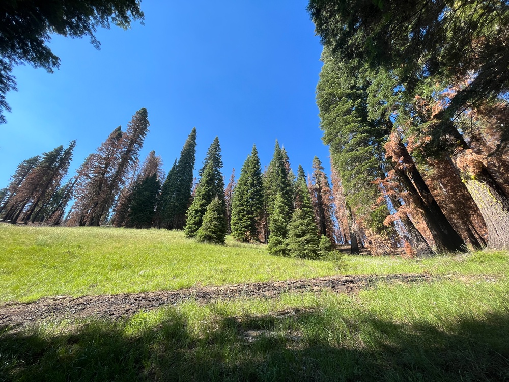 Around the Shasta-Trinity National Forest