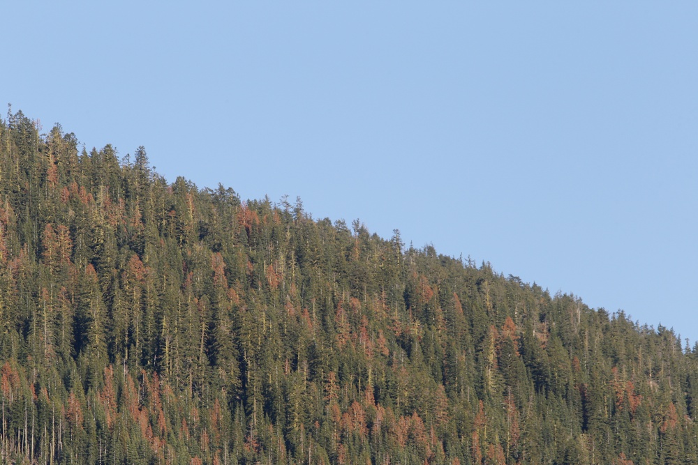 Around the Shasta-Trinity National Forest