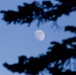 Around the Shasta-Trinity National Forest