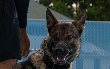 509 SFS dog water aggression training