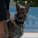 509 SFS dog water aggression training